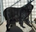cane08102013