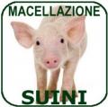 Macellazione suini