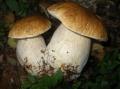 boletus 1